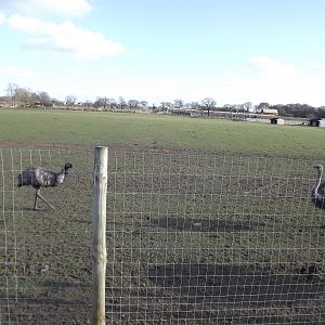 African Plains at Yorkshire Wildlife Park 18/02/12
