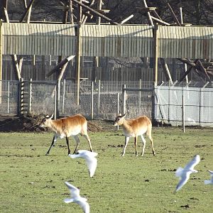 Red Lechwe at Yorkshire Wildlife Park 18/02/12