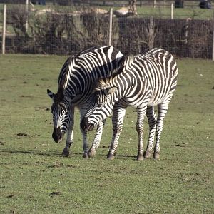 Chapman's Zebra at Yorkshire Wildlife Park 18/02/12