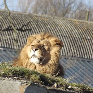 African Lion at Yorkshire Wildlife Park 18/02/12