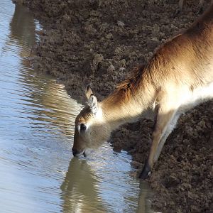 Red Lechwe at Yorkshire Wildlife Park 18/02/12