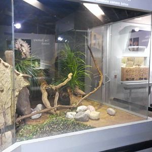 Feb. 2012-First Leaf-cutter Ant exhibit