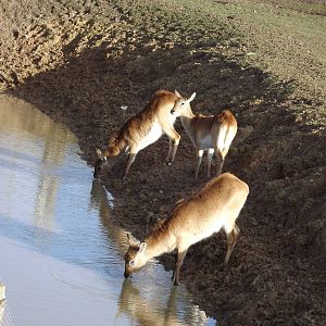 Red Lechwe at Yorkshire Wildlife Park 18/02/12