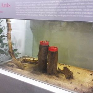 Feb. 2012-Bullet Ant exhibit