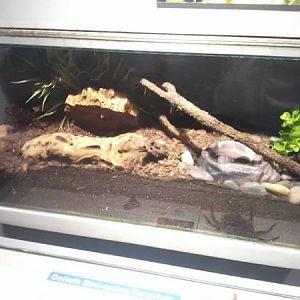 Feb. 2012-Goliath bird-eater Tarantula exhibit