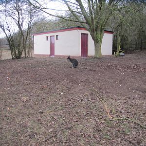 New Kangaroo/Wallaby House