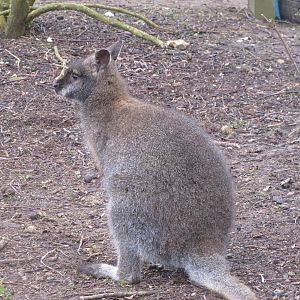 Bennetts Wallaby