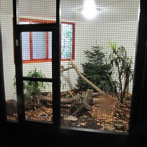 Victoria Crowned Pigeon indoor house