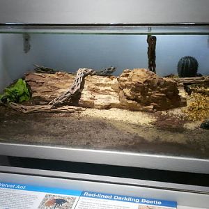Feb. 2012-Velvet ant/Red-lined Darkling Beetle exhibit
