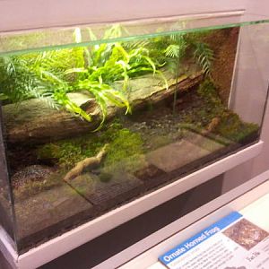 Feb. 2012-Ornate Horned Frog Exhibit