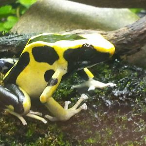 Feb. 2012-Yellow and Blue Poison Dart Frog