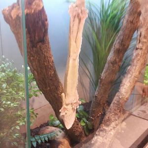 Feb. 2012-Henkel's Leaf-tailed Gecko