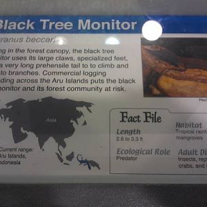 Feb. 2012-Tree Monitor Sign in World of the Insect