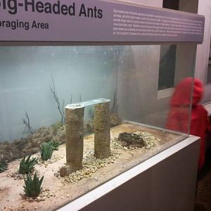 Feb. 2012-Big-headed Ant exhibit