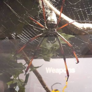 Feb. 2012-Golden Silk Spider