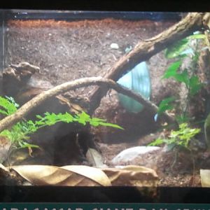 Feb. 2012-Madagascar Giant day gecko exhibit