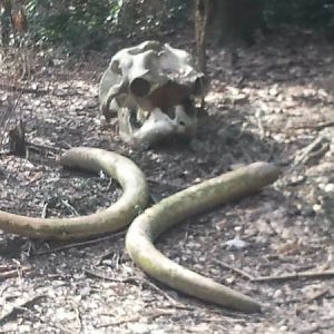 Feb. 2012-Real Elephant Skull in Stork/Pelican exhibit in Jungle Trails