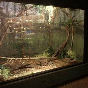 Feb. 2012-Palmetto Scrub (4 species) in Manatee Springs