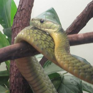 Feb. 2012-Jameson's Mamba in the Reptile House