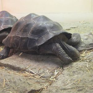 Feb. 2012-Galapagos Tortoises in the Reptile House