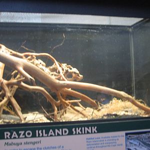 Feb. 2012-Razo Island skink exhibit
