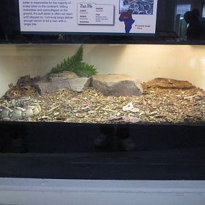 Feb. 2012-Puff Adder exhibit