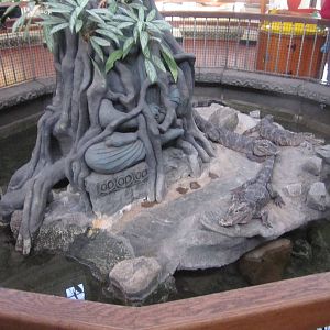 Feb. 2012-Chinese alligator/Red-eared slider/Florida Snapping Turtle/Alliga