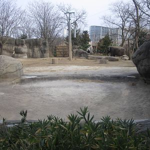 Feb. 2012-Elephant Reserve-Cow yard