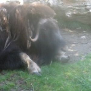 musk ox