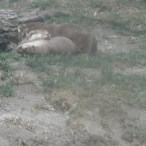 Asian smalled clawed otters