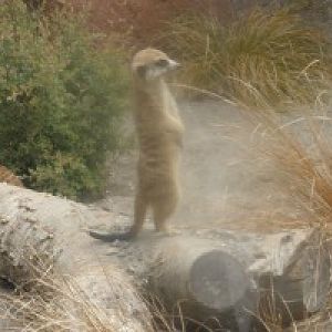 meerkat
