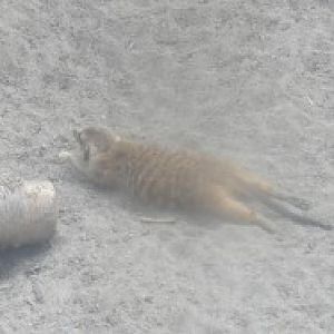 meerkat