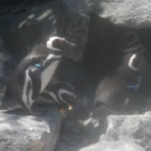 penguins