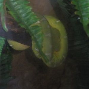 green tree python