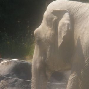 asian elephant