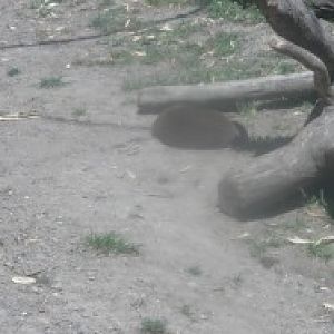 Asian smalled clawed otter