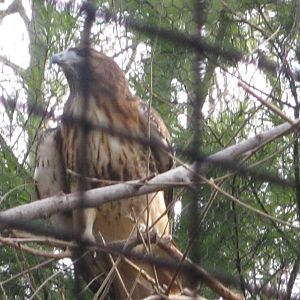 Feb. 2012-Red-tailed Hawk