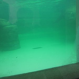 Feb. 2012-Sea Lion Underwater Viewing