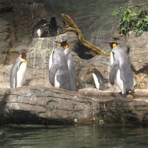 Feb. 2012-King, Magellanic, and Southern rockhopper penguins