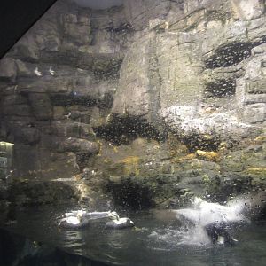 Feb. 2012-Arctic Sea Cliffs(5 species)