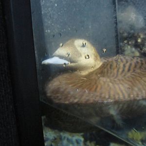 Feb. 2012-Female Spectacled Eider