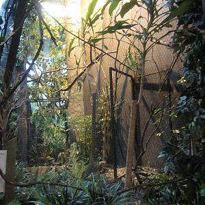 Feb. 2012-Raggiana bird-of-paradise aviary