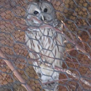 Feb. 2012-Barred Owl