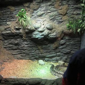 Feb. 2012-Dumeril's Ground boa exhibit