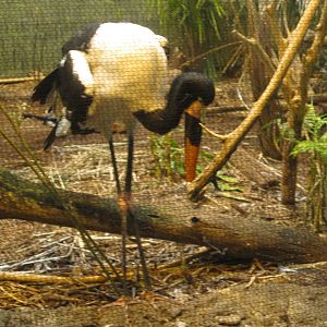 Feb. 2012-Saddle-billed Stork