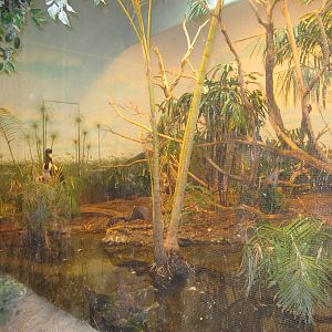 Feb. 2012-Mixed African Bird aviary (5 species)