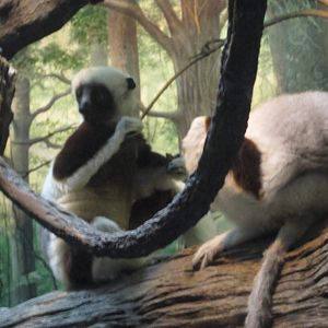 Feb. 2012-Rinaldo and Wilhelmina in Jungle Trails