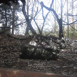 Feb. 2012-Angolan Colobus exhibit