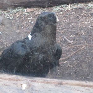 Feb. 2012-White-naped Raven