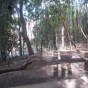 Feb. 2012-White-naped raven exhibit